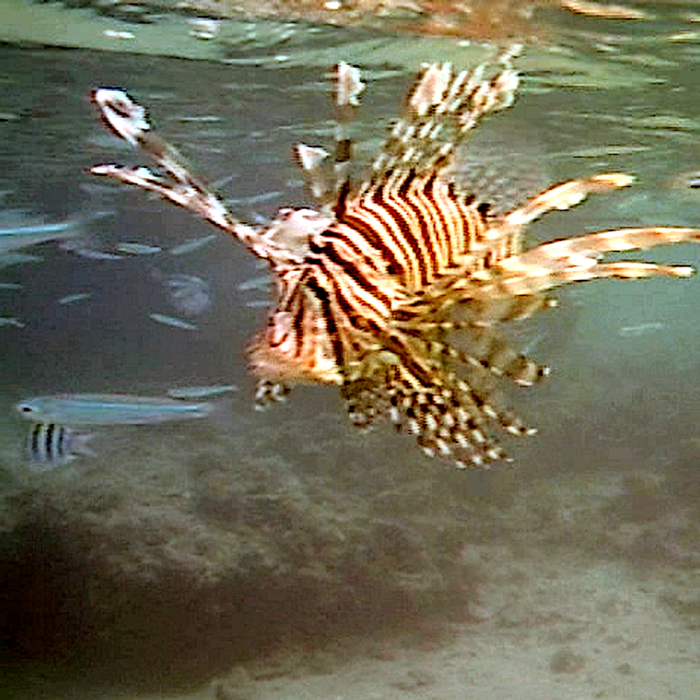 Rotes Meer - Feuerfisch beim Jagen und Fressen